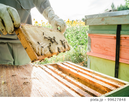 Beekeeper removing honeycomb from beehive. Person in beekeeper suit taking honey from hive. Farmer wearing bee suit working with honeycomb in apiary. Beekeeping in countryside - organic farming Beekeeper removing honeycomb from beehive. Person in beekeeper suit taking honey from hive. Farmer wearing bee suit working with honeycomb in apiary. Beekeeping in countryside - organic farming 99627848