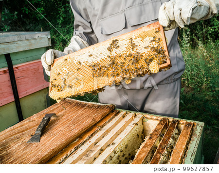 Beekeeper inspecting honeycomb frame at apiary at the summer day. Man working in apiary. Apiculture. Beekeeping concept. Beekeeper inspecting honeycomb frame at apiary at the summer day. Man working in apiary. Apiculture. Beekeeping concept. 99627857