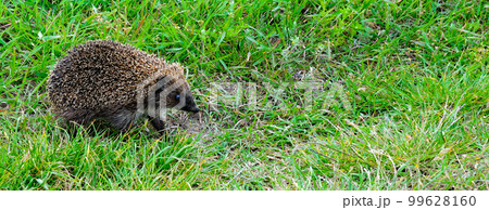 Young hedgehog on green grass. Young hedgehog on green grass. 99628160