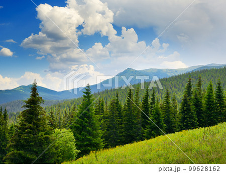 Beautiful pine trees on background high mountains. 99628162