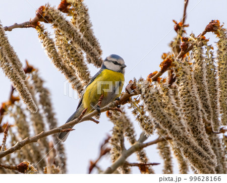 A bird Parus caeruleus sits on a branch of a flowering aspen tree on a sunny spring morning A bird Parus caeruleus sits on a branch of a flowering aspen tree on a sunny spring morning 99628166