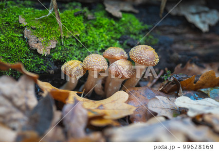 Edible Armillaria mellea mushrooms in the autumn forest Edible Armillaria mellea mushrooms in the autumn forest 99628169