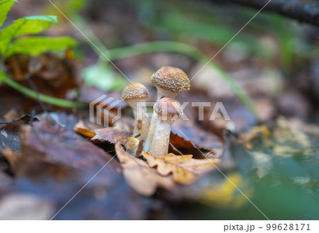 Edible Armillaria mellea mushrooms in the autumn forest Edible Armillaria mellea mushrooms in the autumn forest 99628171