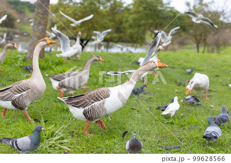 A flock of grey geese and pigeons in the autumn park 99628566