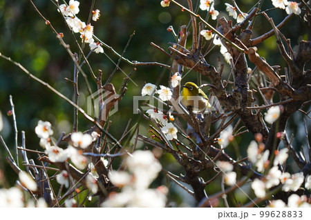満開になった梅の花の蜜を食べるメジロ 99628833