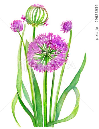 Garlic or wild onion leaves and flowers isolated on white background. Generative AI watercolor illustration 99628956
