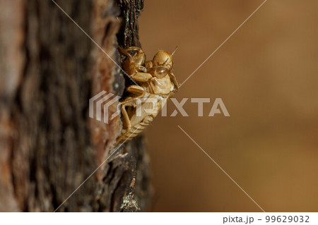 赤松の木肌に残る昆虫の抜け殻 赤松の木肌に残る昆虫の抜け殻 99629032