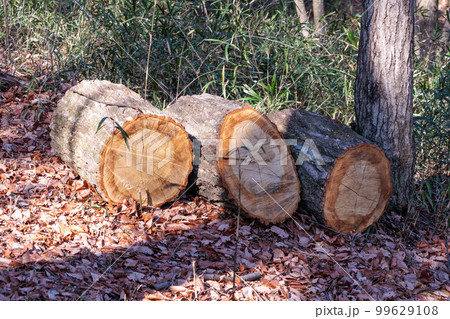 赤松の切り株 99629108