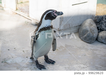 絶滅危惧種フンボルトペンギン 99629620