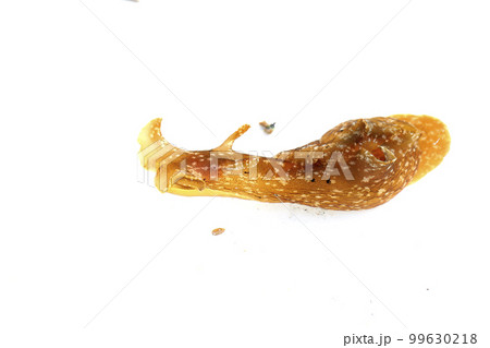 アメフラシ アメフラシ 99630218