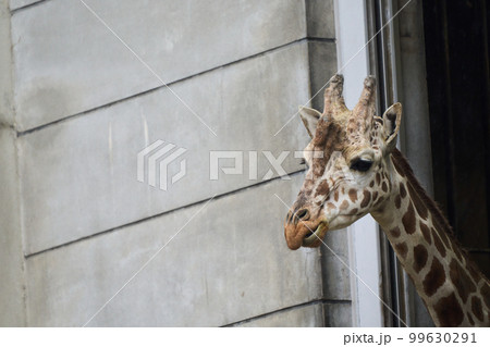 動物園のキリン 99630291