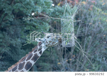 動物園のキリン 99630292