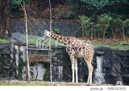 動物園のキリン 99630303