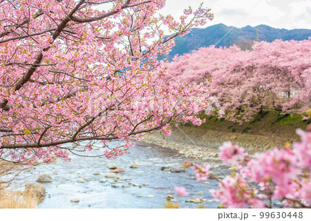 河津川沿いの河津桜並木 河津川沿いの河津桜並木 99630448