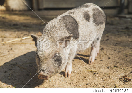 little spotted shaggy pig on the ranch little spotted shaggy pig on the ranch 99630585