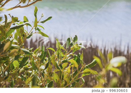 Leaves of a mangrove tree at Ras Mohammed National Reserve in Egypt 99630603