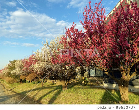 茅ケ崎小出川の梅並木 99630737