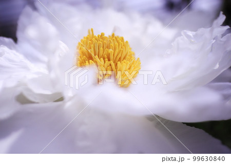 クローズアップで撮った白い花 99630840