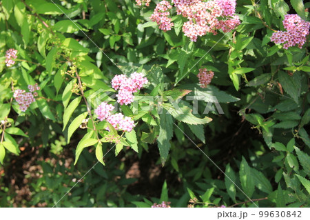 夏の花/ピンク色の小さい花をたくさん咲かせている「シモツケ」 夏の花/ピンク色の小さい花をたくさん咲かせている「シモツケ」 99630842