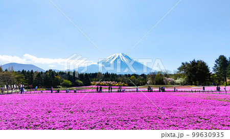 富士芝桜まつり 富士芝桜まつり 99630935