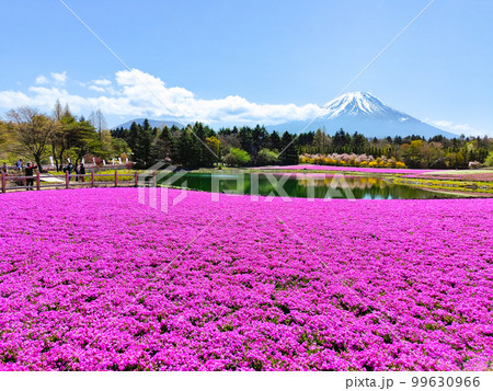 富士芝桜まつり 富士芝桜まつり 99630966