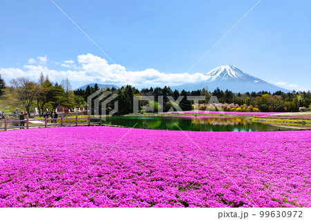 富士芝桜まつり 99630972