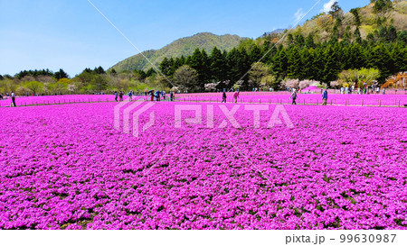 富士芝桜まつり 99630987