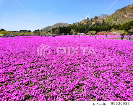 富士芝桜まつり 富士芝桜まつり 99630988