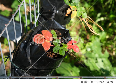 Seedlings of Strawberries (lat.- Fragaria) in a greenhouse Seedlings of Strawberries (lat.- Fragaria) in a greenhouse 99631079