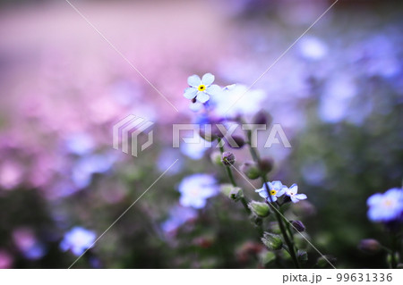 青い小さな草花の花畑 青い小さな草花の花畑 99631336