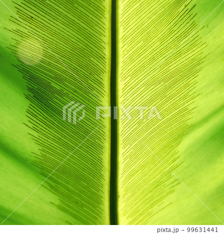 green leaf as background or texture 99631441