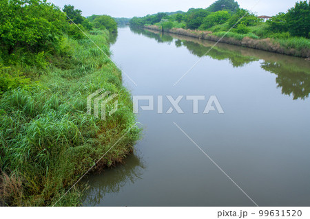 谷中湖　渡良瀬遊水地　下宮橋からの眺め　新緑の季節　 99631520
