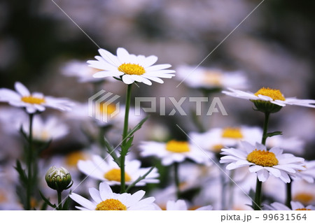 美しい満開のマーガレットの花 美しい満開のマーガレットの花 99631564