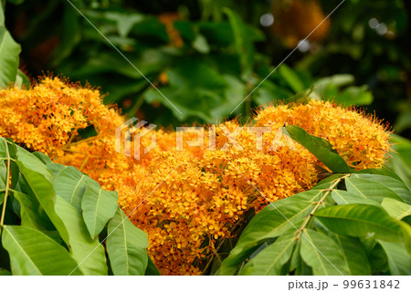 Beautiful yellow Ashoka tree flower blooming in garden Beautiful yellow Ashoka tree flower blooming in garden 99631842
