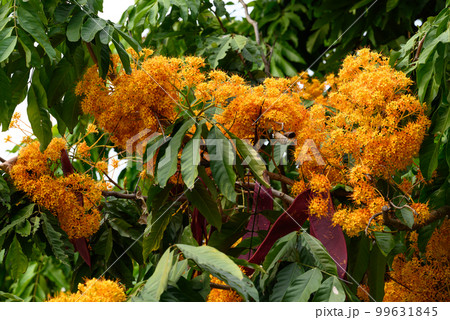 Beautiful yellow Ashoka tree flower blooming in garden Beautiful yellow Ashoka tree flower blooming in garden 99631845