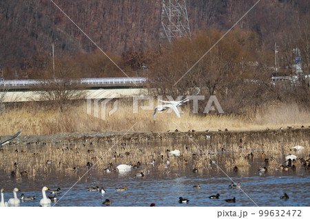 湖面から飛び立つ白鳥の姿 湖面から飛び立つ白鳥の姿 99632472