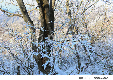 雪山 雪景色 霧氷 99633021