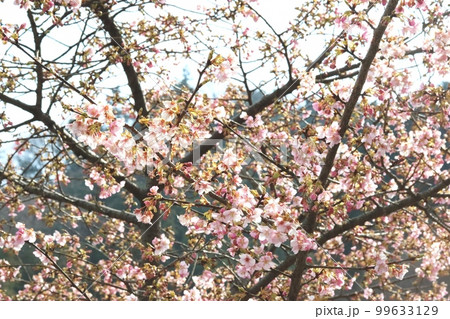 カワヅザクラ(河津桜)咲き始め カワヅザクラ(河津桜)咲き始め 99633129