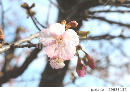 カワヅザクラ（河津桜）咲き始め 99633132