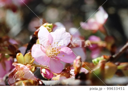 見頃を迎えたカワヅザクラ（河津桜） 99633451