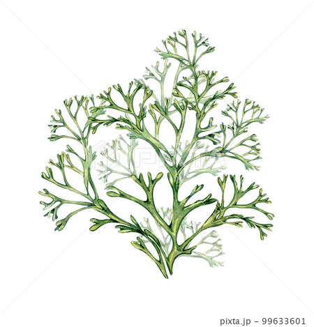 Green sea plant watercolor illustration isolated on white background. 99633601