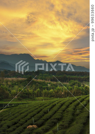 Vertical Green tea tree leaves field Fresh young tender bud herbal in farm on summer morning. Sunlight Green tea tree camellia sinensis in organic farm. Vertical Tree tea plant green nature farmland Vertical Green tea tree leaves field Fresh young tender bud herbal in farm on summer morning. Sunlight Green tea tree camellia sinensis in organic farm. Vertical Tree tea plant green nature farmland 99633660