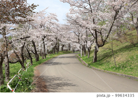 桜まつり 桜まつり 99634335