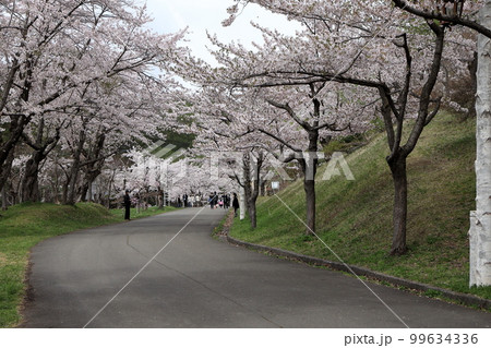 桜まつり 99634336