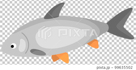 レッドフィンジャイアントバーブ レッドフィンジャイアントバーブ 99635502