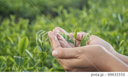 Woman hand plucking green tea tree picking bud young tender camellia sinensis leaves organic farm. Hand holding harvest plucking black green tea herbal agriculture. Woman work Black Tea farm harvest Woman hand plucking green tea tree picking bud young tender camellia sinensis leaves organic farm. Hand holding harvest plucking black green tea herbal agriculture. Woman work Black Tea farm harvest 99635550