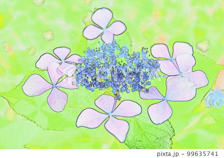 墨田の花火の様な 線香花火の様な ガクアジサイ1 99635741