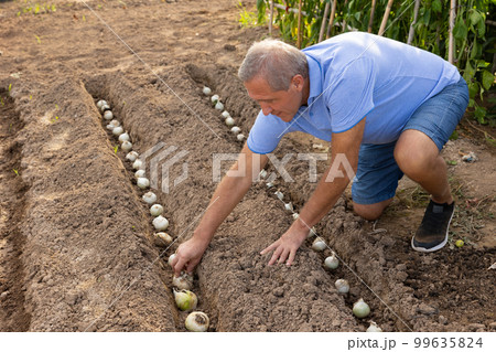 Elderly male amateur gardener planting onions in vegetable bed 99635824