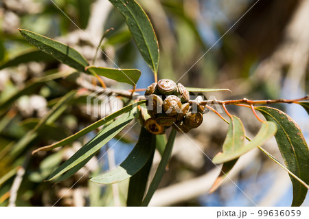 Eucalyptus fruits with green leaves Eucalyptus fruits with green leaves 99636059