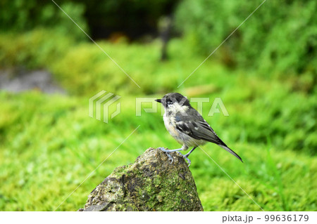岩に止まるヒガラ 99636179